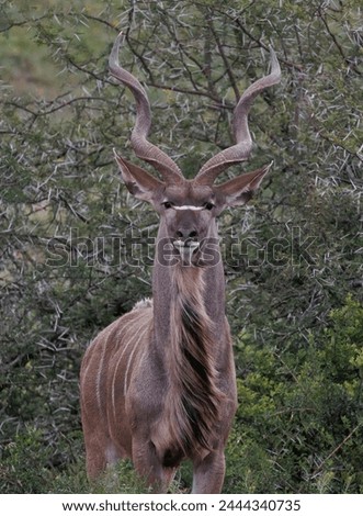 hairy antelope in the forest
