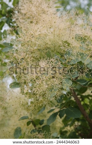 Floral wallpaper European smoketree outside. Royalty-Free Stock Photo #2444346063