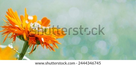 Calendula. Calendula officinalis. Calendula flower and buds.Close up of Marigold with large copy space and blurry background.