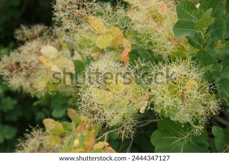Floral wallpaper European smoketree outside. Royalty-Free Stock Photo #2444347127