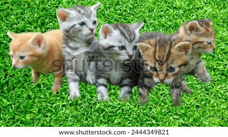 cats pictures images stocks many cats 