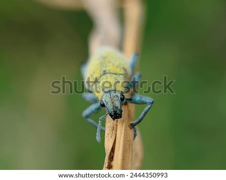 a macro photography object of a weevil insect