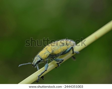 a macro photography object of a weevil insect