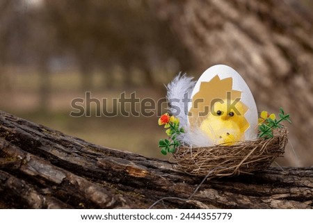 a yellow chick hatched from a white chicken egg