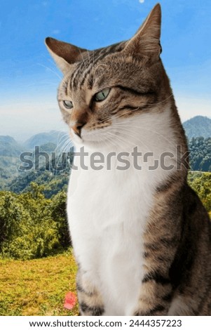 cat picture cat picure stocks  colourful flower