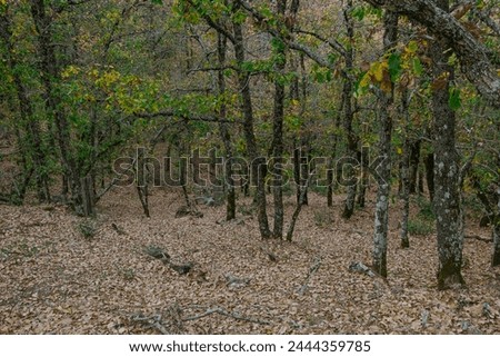 forest and leaves, in autumn, picture in morocco