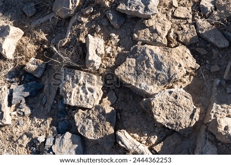 Fossils at Yucca House National Monument in Colorado. Marine organisms preserved as fossils in the rocks. Fossiliferous Mancos Shale, Western Interior Seaway. Royalty-Free Stock Photo #2444362253