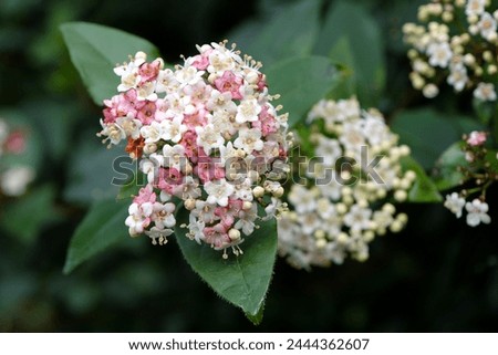 Dainty white and pink Viburnum tinus laurustinus 'Pink Prelude' in flower.  Royalty-Free Stock Photo #2444362607