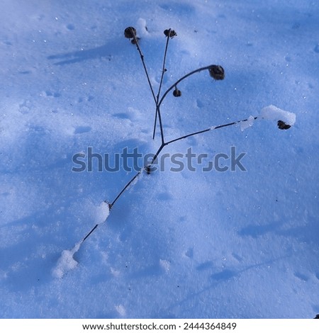 Small plants emerge from the snow layer. Side light on the snow.