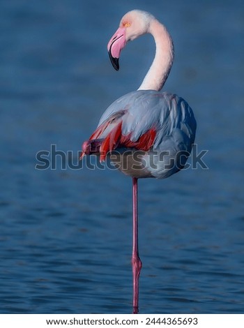 Pictures of a flamingo standing on one foot in a pool of water and looking at the camera with a water background.