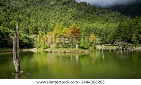 Winter scene of Metasequoia trees and tranquil timber pond at the Mingchi Forest Recreation Area, Ilan of eastern Taiwan, forms a peaceful atmosphere enveloped in mist, tranquil and serene.