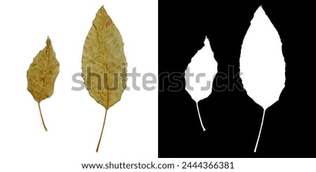 Two dry tree leaves isolated on empty background with clipping path and alpha channel for creativity and design work Royalty-Free Stock Photo #2444366381