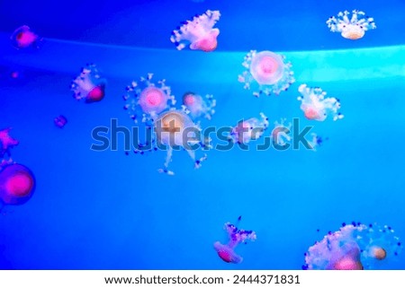 Photo Picture of Some Jellyfish Dangerous Poisonous Medusa