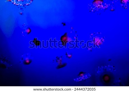 Photo Picture of Some Jellyfish Dangerous Poisonous Medusa Royalty-Free Stock Photo #2444372035