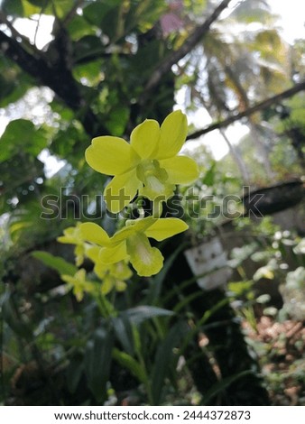 Yellow colour orchid flower wallpaper picture
