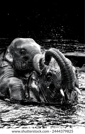 A black and white picture of two elephants swimming in the water.