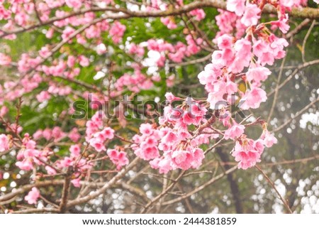 Sakura blooming in Spring sakura garden and bamboo,pink Cherry blossom flowers on a branch,Japan spring landscape.