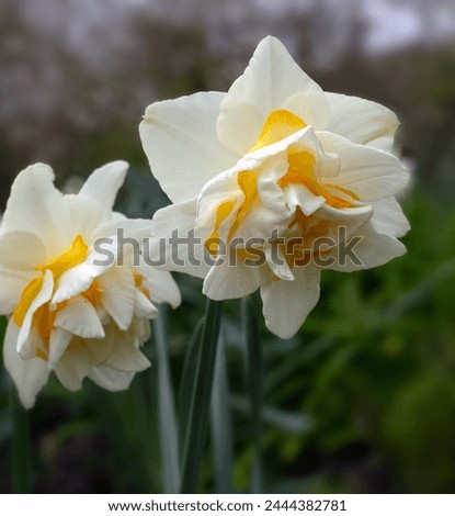 Closeup of Narcissus 'White Lion' in a garden in early Spring Royalty-Free Stock Photo #2444382781