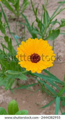 Beautiful Pot marigold. Colorful Pot Marigold flower. Yellow Flower against Green Leaves. Yellow Pot Marigold Flower. Beautiful Calendula Flower. Natural Flora with blurry background. 