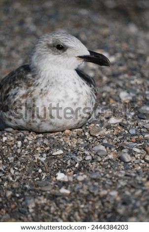 PICTURE OF A BIRD ON THE BEACH IN TORRE DEL MAR MALAGA 13 NOVEMBER 2023 