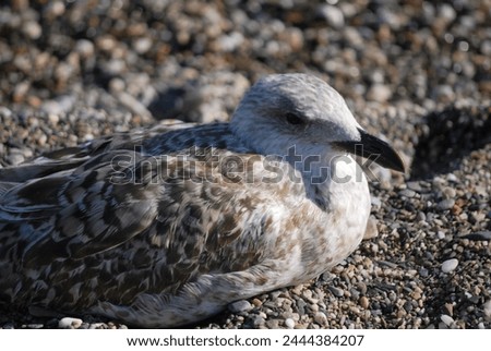 PICTURE OF A BIRD ON THE BEACH IN TORRE DEL MAR MALAGA 13 NOVEMBER 2023 