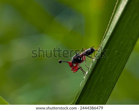 Stalk-eyed flies are insects of the fly family Diopsidae. The family is distinguished from most other flies by most members of the family possessing "eyestalks" Royalty-Free Stock Photo #2444386479