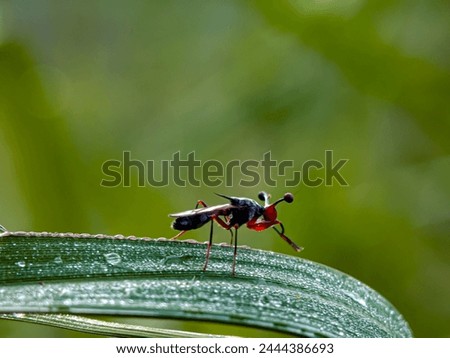 Stalk-eyed flies are insects of the fly family Diopsidae. The family is distinguished from most other flies by most members of the family possessing "eyestalks" Royalty-Free Stock Photo #2444386693