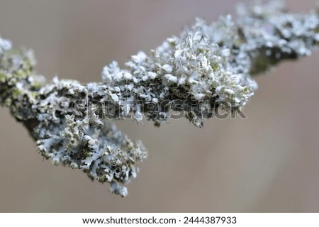 Lichens on an apple tree branch in an orchard.