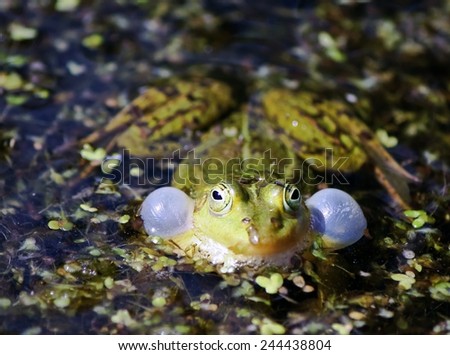 A frog blew bubbles in the water