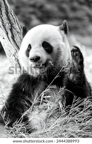 A black and white picture of a panda eating grass with a tree behind him.