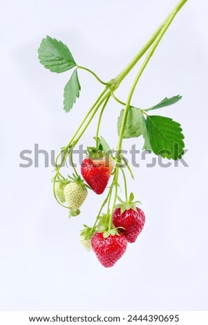 Ripe red strawberries from organic cultivation offered on bush with leaves as close-up on white board with text free space  
