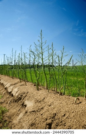 Full grown green asparagus in the field after harvest time on a sunny summer day  Royalty-Free Stock Photo #2444390705