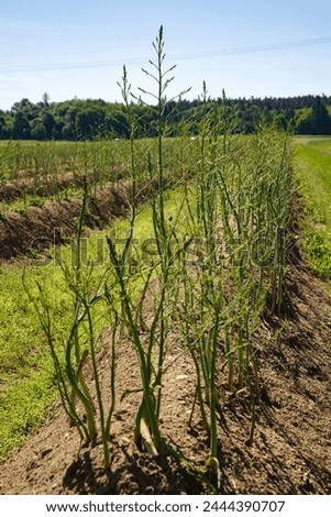 Full grown green asparagus in the field after harvest time on a sunny summer day  Royalty-Free Stock Photo #2444390707