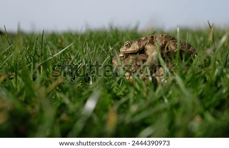 Common toad. Bufo bufo. The larger female toad carries the male. Amplexus as part of the mating process.