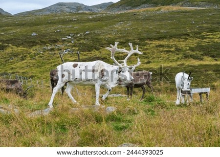 Reindeer in Nordkapp North Cape in Norway Europe