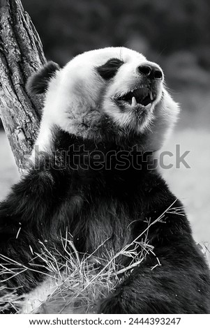 A black and white picture of a panda eating grass with a tree behind him