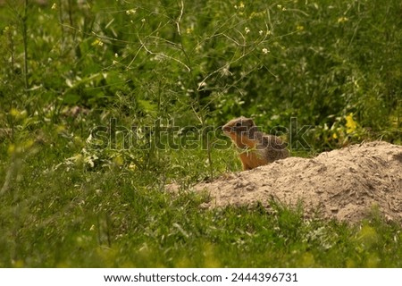 Columbian Ground Squirrel (Urocitellus columbianus) Sitting Outside of it's Hole in the Afternoon Sunshine in a Green Field of Mustard with Space for Text