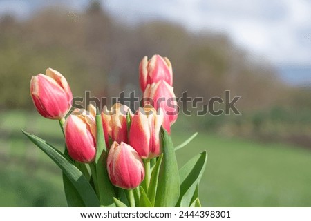 Close up of pink garden tulips (tulipa gesneriana) in bloom Royalty-Free Stock Photo #2444398301