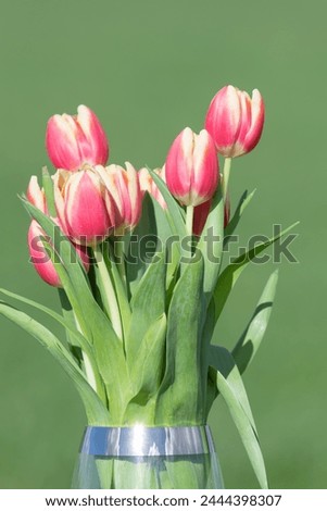 Close up of pink garden tulips (tulipa gesneriana) in a vase Royalty-Free Stock Photo #2444398307