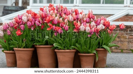 Close up of pink garden tulips (tulipa gesneriana) in plant pots Royalty-Free Stock Photo #2444398311