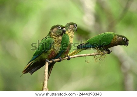 Maroon-bellied Parakeet, Brazilian bird from the Atlantic forest Royalty-Free Stock Photo #2444398343