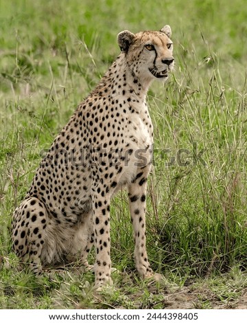 A picture of a beautiful cheetah with light yellow eyes and mouth sitting in the middle of green grass with a green background.