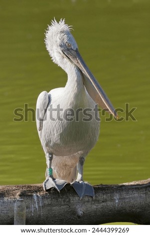 Dalmatian pelican posing in a branch. A pelican from the Dalmatian species is standing on a branch. pelican portrait