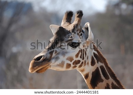 A picture of a beautiful giraffe that appears to be sad looking at the camera with a gray background with trees in it
