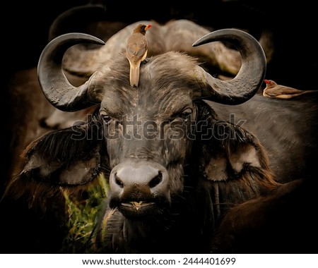 A picture of a beautiful African buffalo looking at the camera and there are two birds above its body and behind it is a group of buffaloes.