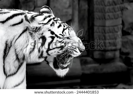 A black and white picture of a Bengal tiger making a movement, showing its sharp teeth and fangs