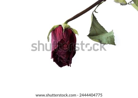 Photo of dried roses on white background isolated. Concept of plants and flowers.