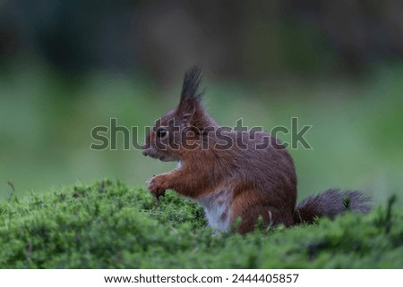 Eurasian red squirrel (Sciurus vulgaris) searching for food in the forest in the Netherlands.                                   