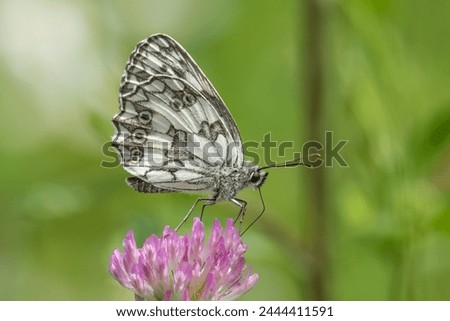 Marbled White butterfly on red clover