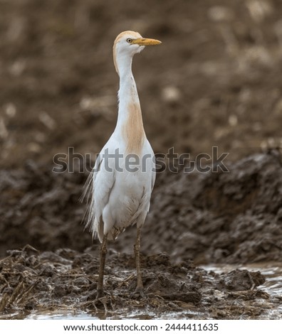 Cattle egret looking for food in muddy ground